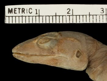 Media type: image;   Herpetology R-14346